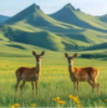 WWW,se137·COM网站APP